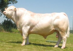 Bo Charolais