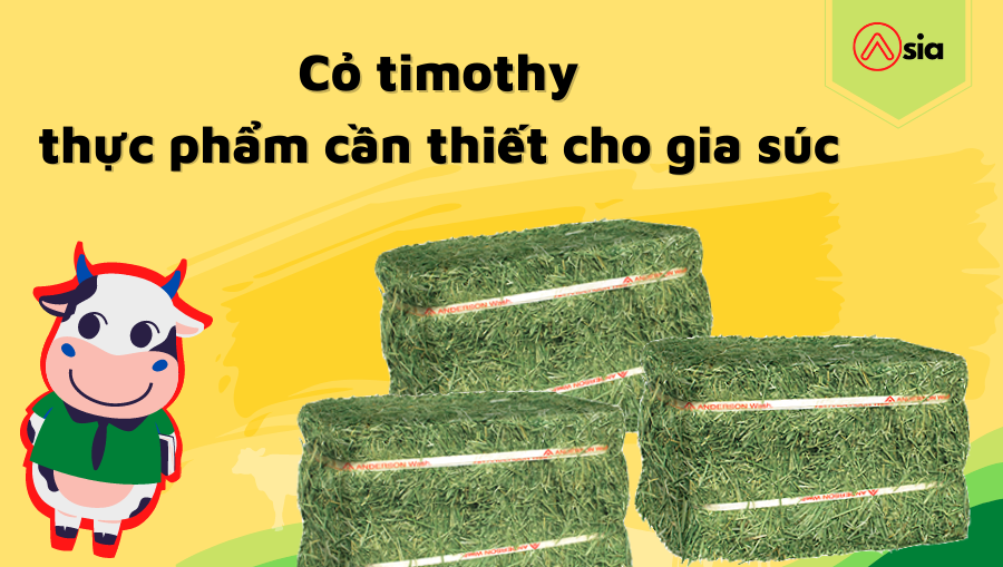Co-timothy-thuc-pham-can-thiet-cho-gia-suc