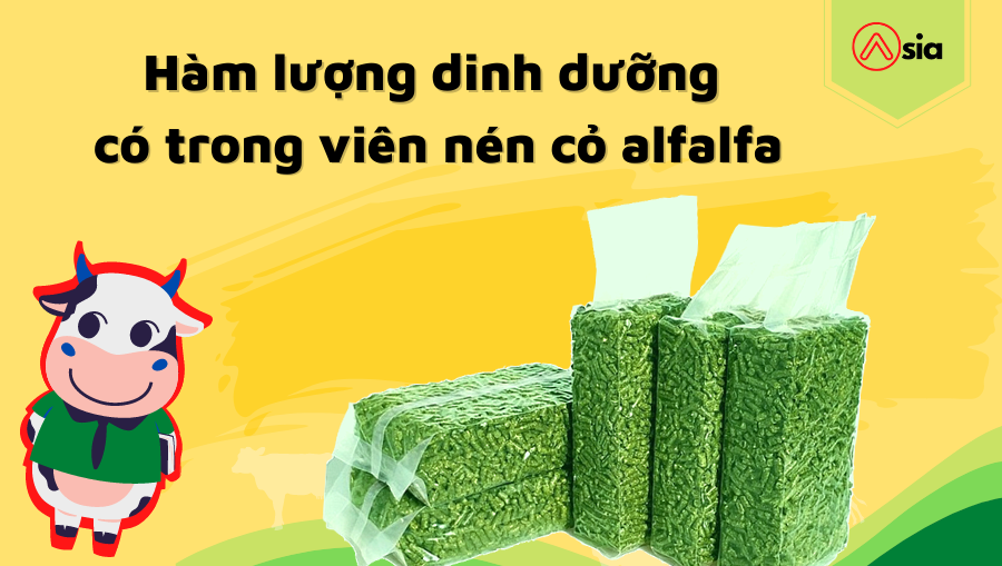 Ham-luong-dinh-duong-co-trong-vien-nen-co-alfalfa