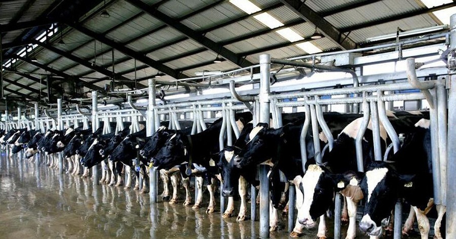 Trang trại bò sữa của Vinamilk lần đầu đạt chứng nhận Organic