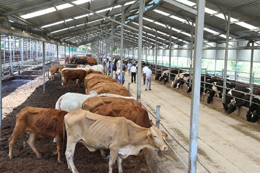 Trang trại bò siêu thịt ở Lạc Xuân  Báo Lâm Đồng điện tử