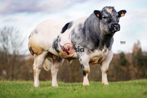 Delure-3848_be 457865144