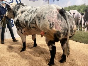 Hebreu-de-la-beole-3be 761817082