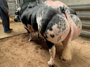 Newman-du-blanc-dos-be 756816419