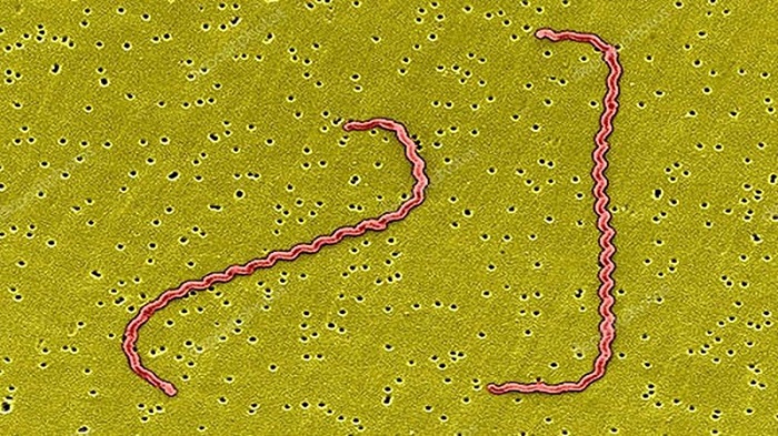 Xoan-khuan-leptospira