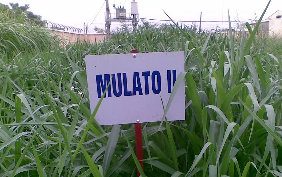 Co-mulato-2