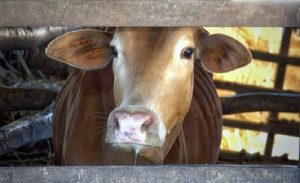 Dich-benh-lo-mom-long-mong