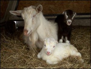 Thoi Gian Mang Thai Cua De