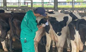 Thu-tinh-nhan-tao-cho Bo