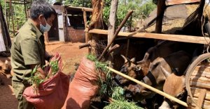 ‘báo động đỏ’ Bệnh Viêm Da Nổi Cục ở Bắc Tây Nguyên_6129f5d01ef53.jpeg