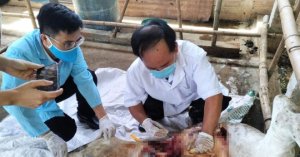 Bình Định Xem Xét Công Bố Dịch Viêm Da Nổi Cục Toàn Tỉnh_6129f63ba7af8.jpeg