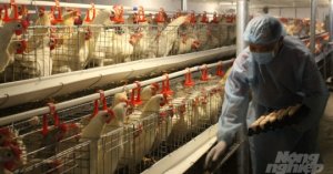 Chăn Nuôi, Thủy Sản ‘sống Dở Chết Dở’_6129f5c5a9ad4.jpeg