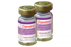 Cloprostenol-kich-thich-len-giong-gay-de-dong-loat