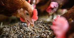 Eu Cho Phép Dùng Côn Trùng Làm Thức ăn Chăn Nuôi_6129f587129f8.jpeg