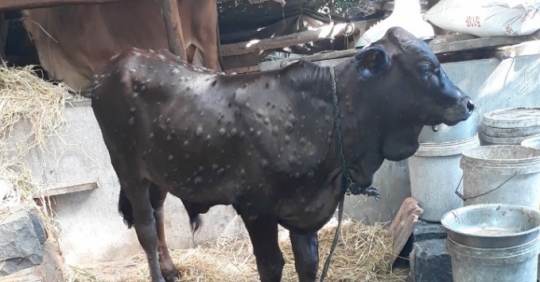 Hơn 2.000 Con Bò Tại Phú Yên Bị Bệnh Viêm Da Nổi Cục_6129f5b566929.jpeg