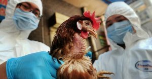 Nhận Diện Chủng Virus Cúm Gia Cầm độc Lực Cao Tại Việt Nam_6129f642e8abd.jpeg