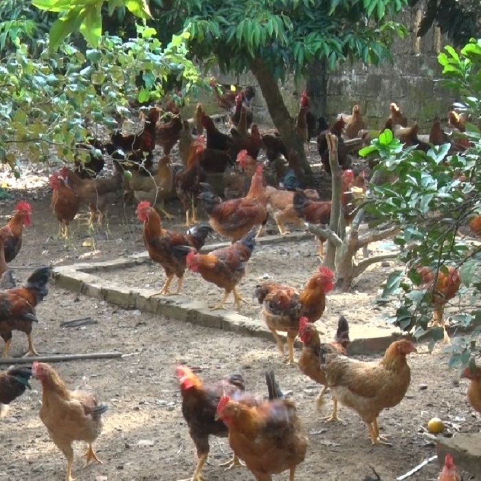 Cách chăn nuôi gà thả vườn tiết kiệm chi phí  CÔNG TY TNHH GIỐNG GIA CẦM  HÀ NAM