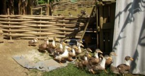 Vịt Sín Chéng Chỉ Còn 30.000 Con, Trứng Bán 8.000 đồng/quả_6129f56b18509.jpeg