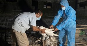 Xử Lí Dứt điểm ổ Dịch Cúm Gia Cầm A/h5n8_6129f578eeb0a.jpeg