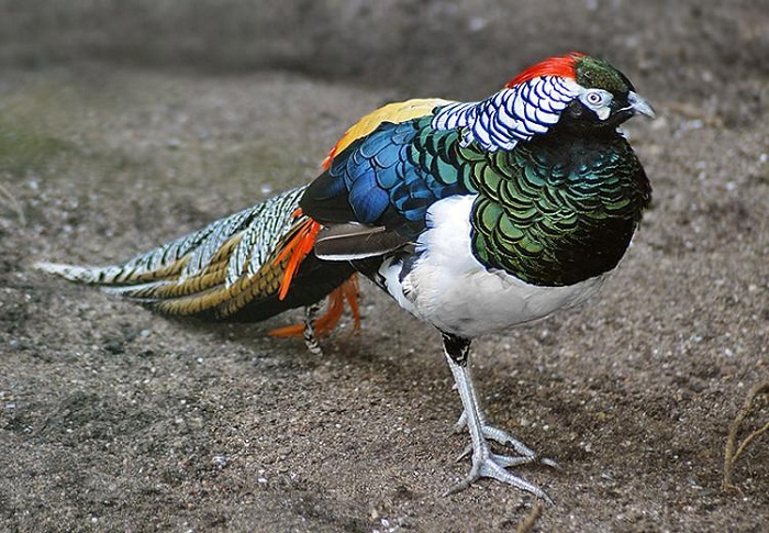 Chim trĩ Việt Nam – loài chim đặc hữu mang tên GS. Võ Quý | Trung tâm Con  người và Thiên nhiên