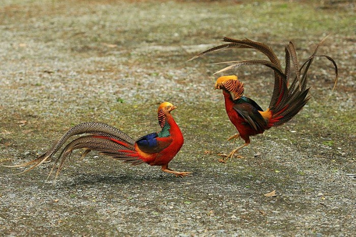 chim trĩ 7 màu | Tràm Chim Việt