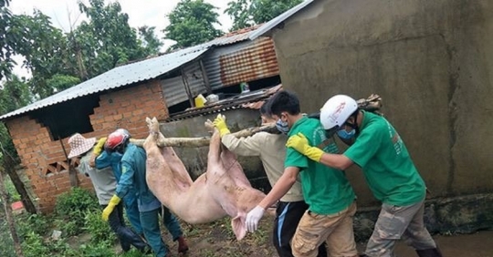 Dịch Tả Lợn Châu Phi Tái Bùng Phát_6139c848a74e1.jpeg