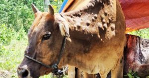 Lâm Đồng: Bệnh Viêm Da Nổi Cục Bùng Phát ở 19 Xã_6139c854a19e5.jpeg