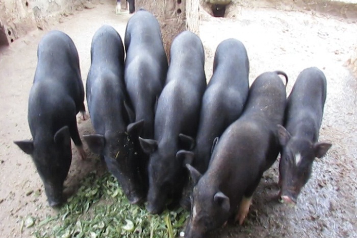 Kỹ thuật nuôi lợn mán đạt năng suất cao mà bạn nên biết  Heo Rừng Giống