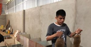 Tình Cờ Nuôi Dúi, Túi Rủng Rỉnh Tiền_6139c82711131.jpeg