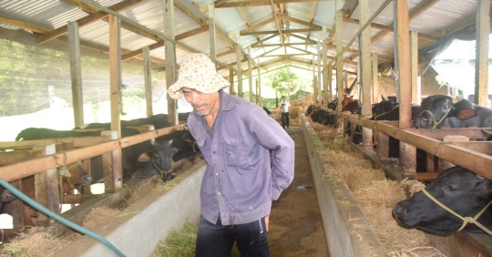 Vì Sao Nông Dân ít Mặn Mà Bảo Hiểm Chăn Nuôi?_6139c8727f95e.jpeg