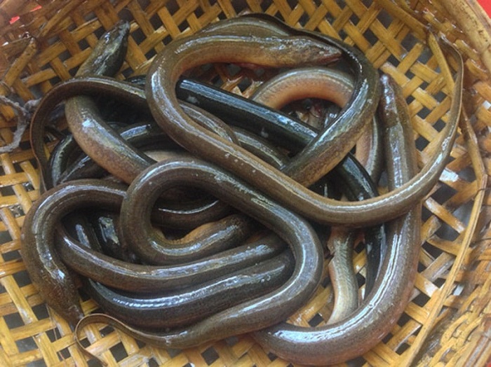 Cận cảnh con lươn vàng có giá chục triệu gây bão mạng xã hội Việt