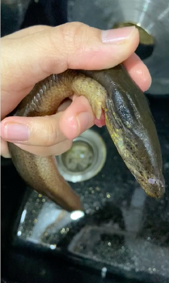 Kì lạ về Con Rắn Tràu có độc nhìn giống con lươn