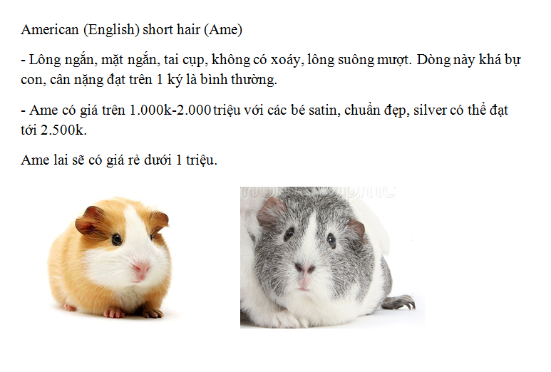 Ame_lai