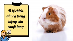 Các Dòng Chuột Lang Phổ Biến (1)