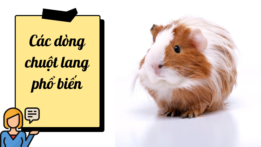 Các Dòng Chuột Lang Phổ Biến