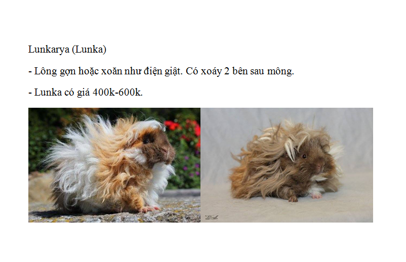 Lunkarya