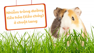 Nhiễm Trùng đường Tiêu Hóa (tiêu Chảy) ở Chuột Lang