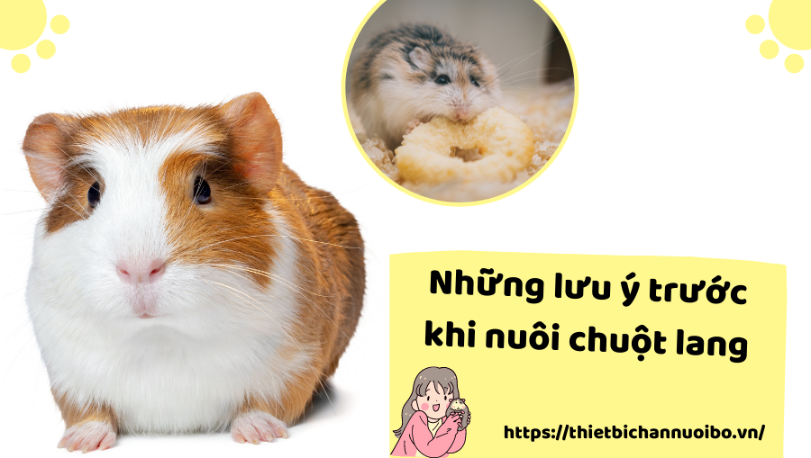 Những Lưu ý Trước Khi Nuôi Chuột Lang