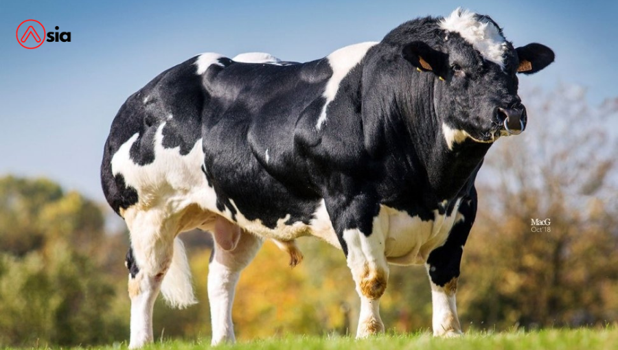 Tinh_bo_bbb_bi_fute_0972502797.vn