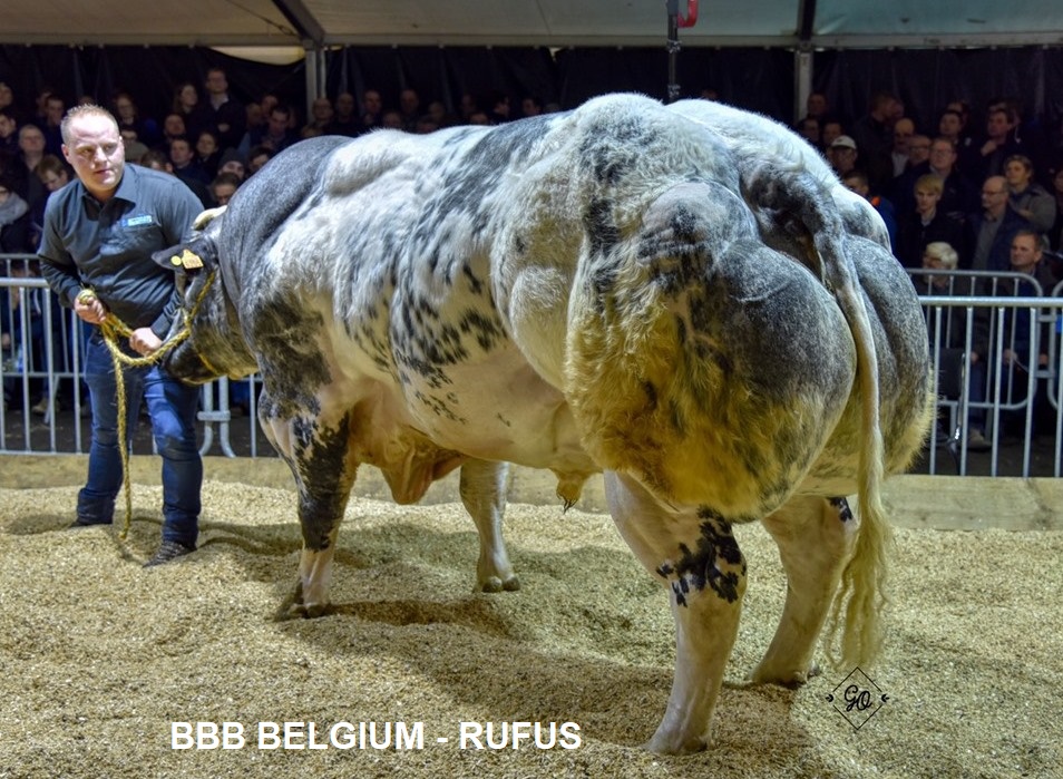 Tinh_bo_bbb_bi_rufus_0972502797.vn