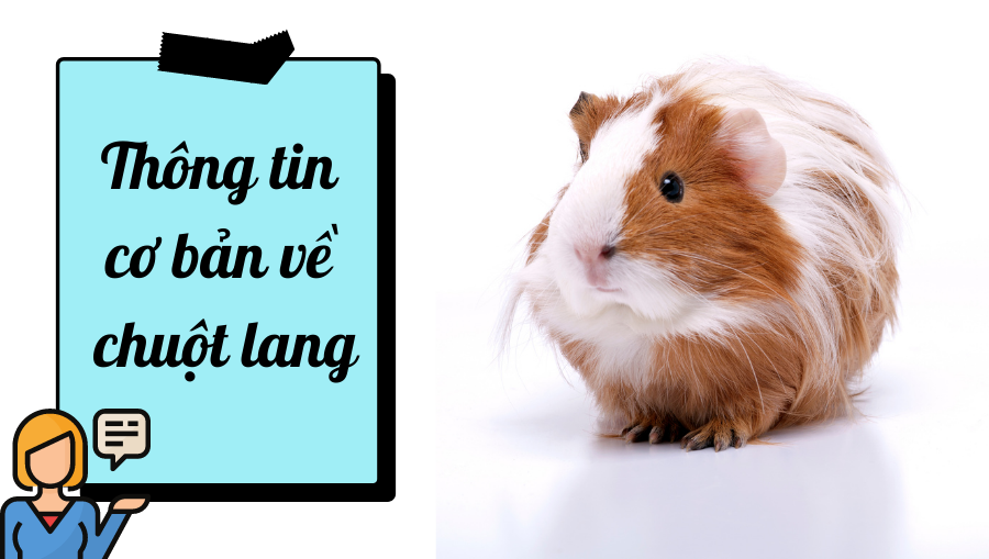 Thông Tin Cơ Bản Về Chuột Lang