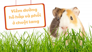 Viêm đường Hô Hấp Và Phổi ở Chuột Lang