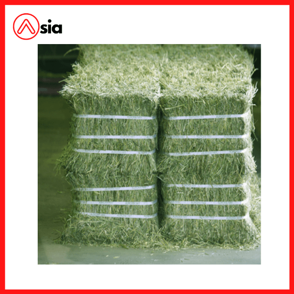 Co_kho_alfalfa_0972502979