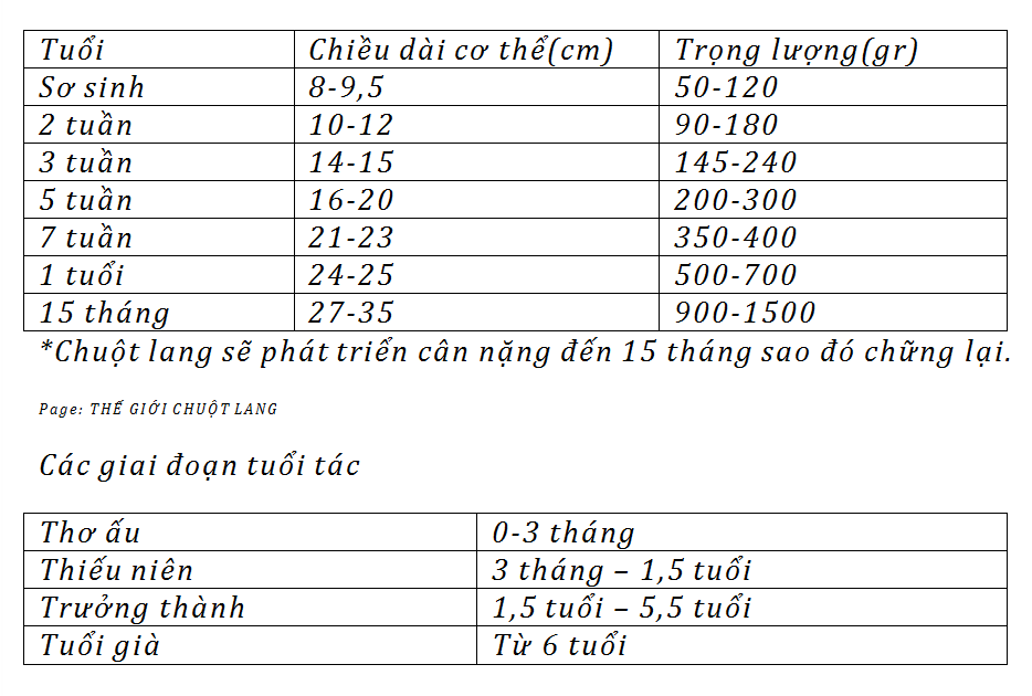Cân Nậng Chuột