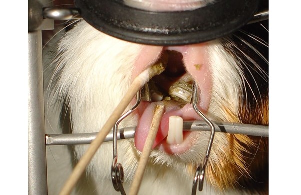 4.13_chuot_lang_0972502979