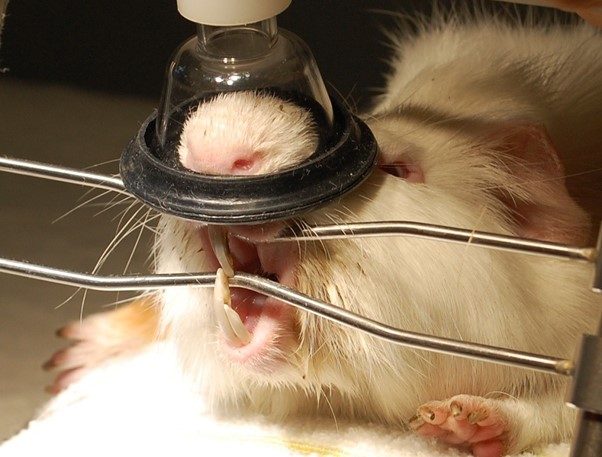 4.13_chuot_lang_moc_rang_lech_0972502979