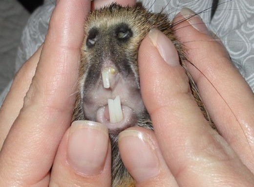 4.13_rang_chuot_lang_0972502979