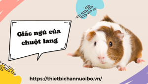 Giấc Ngủ Của Chuột Lang