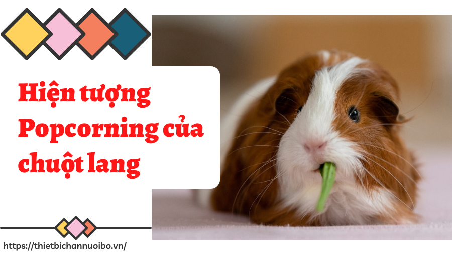 Hiện Tượng Popcorning Của Chuột Lang
