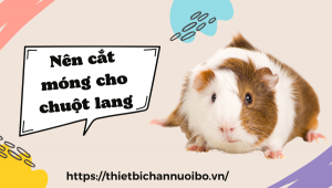 Nên Cắt Móng Cho Chuột Lang (2)